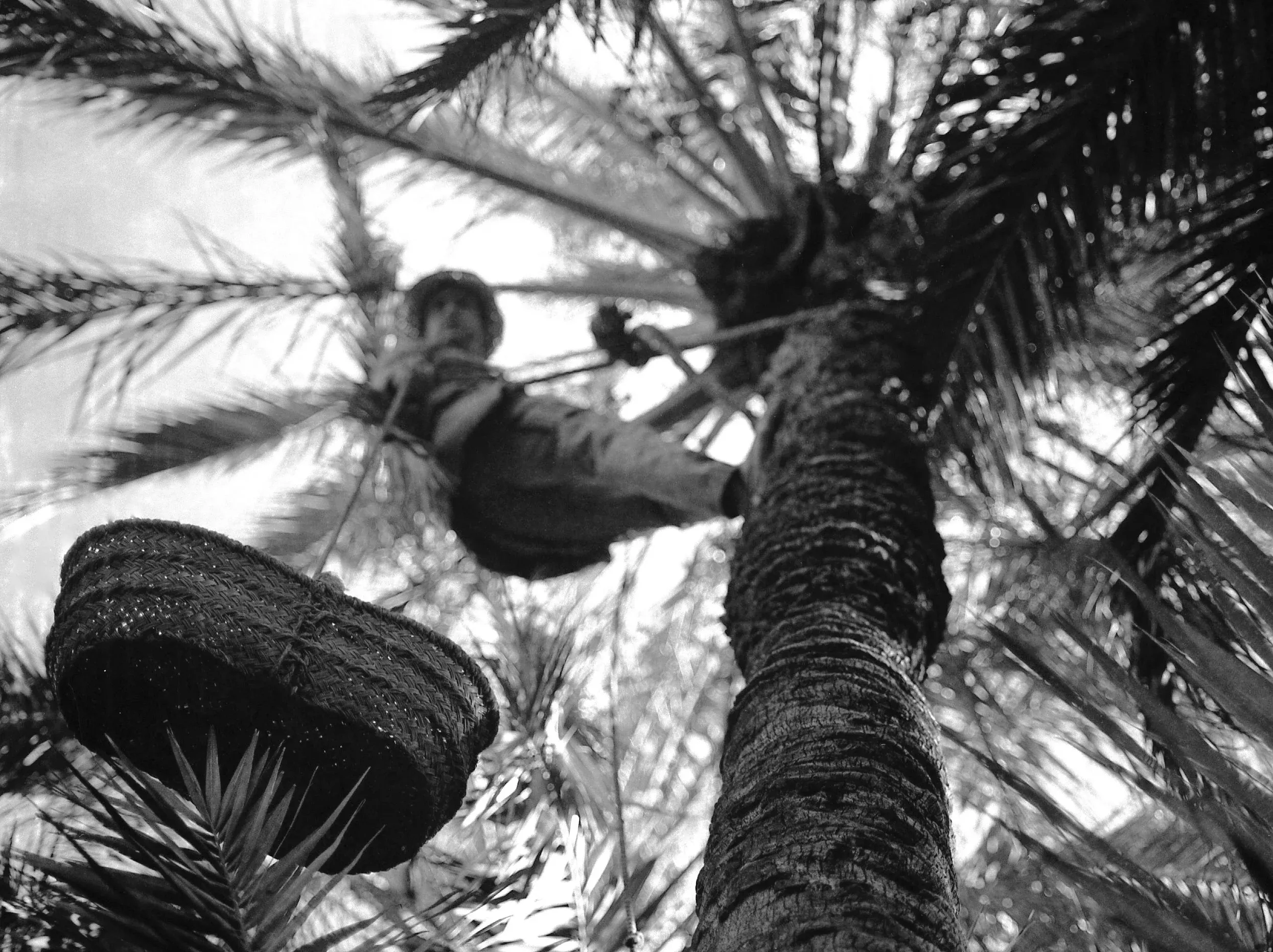 A palm harvester roped high into the canopy, seen from below among the fronds, Elche.